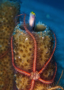 Crowded sponge by Brad Ryon 